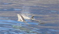 Delfine vor Playa de las Americas